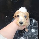 마이펫 부산대점 이미지