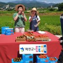 토마토라이브