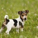 소랑동물병원 이미지