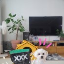 헬로비에프 강아지사료 망고밥 트리플엑스 강아지눈물사료로 추천해봅니다.