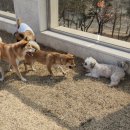 고목로1 | 안산/시흥 강아지 유치원 추천 | 중형견도 가능한 댕버랜드 체험 후기