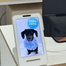 댕포유 이미지