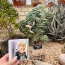 I found Wonho/Wenee Themed Plants! 이미지