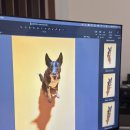 광진 pet | 강아지사진관 광진구 아이디어랩 스튜디오