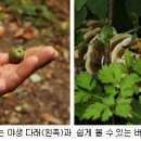 아랫대티 숲 이미지