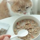 바르다펫 이미지