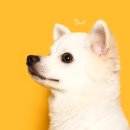 빵실스튜디오 네이버블로그