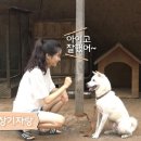 댕댕포레스트 이미지