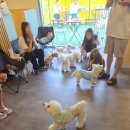 도리앤펫 | 건대 도리앤도리스 ❤️ 소형견·대형견 모두 가능! 외부음식도 OK, 반려견과 편하게 즐기는 카페 재방문 후기