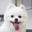 러브썸그루밍샵 이미지