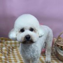 퐁키살롱 이미지