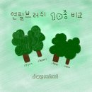 스완지 | 아이패드 그림 따라그리기 연필 10종 소개