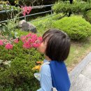 8월 2주 생태놀이(매미거미놀이,매미와탈피각관찰,매미날개그리기,고구마줄기맛보기,달맞이꽃 사위질빵이야기,이삭관찰,그네타기,나뭇잎배…) 이미지