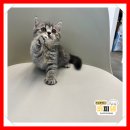 애견시선 이미지