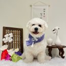 옐레드 애견유치원 & 애견호텔, 미용 안산고잔점 | 안산 애견유치원 애견호텔 강아지유치원 강아지호텔 옐레드 안산고잔점 등하원 후기