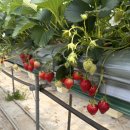 주성농장 | 논산 딸기 따기 체험 농장 추천 (가격·예약·꿀팁 총정리 후기)