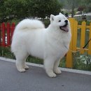 알곡켄넬 이미지