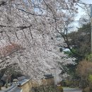 은해사 벚꽃길 이미지