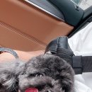 삼화 훈 동물병원 이미지