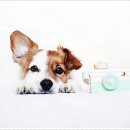 더펫 강아지분양 고양이분양 일산본점 이미지