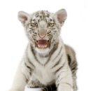 호랑이 PC 이미지