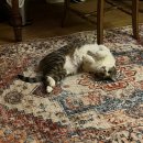 내 고양이가 인간였다면 어땟을지 그려줘 이미지