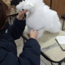 김포애견미용학원