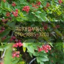 금계콩사랑 협동조합 | 아포읍 &#39;금계콩사랑협동조합&#39; 순두부집!