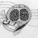 cross section of the penis(음경의 단면) 이미지