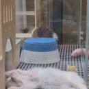 창원고양이분양 퍼스트캣 창원점 이미지