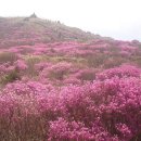 곰배령 꽃길 | 지리산 노고단