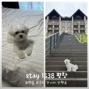 모두펫그룹 - 김해시 내외중앙로 137 | 그룹 복지시설 스테이(stay) 1538 평창 펫룸 애견동반 방문 후기 | 알펜시아 리조트 근처 강아지 산책...