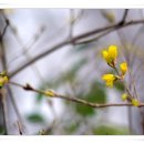 봄꽃에서첫눈까지 이미지