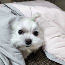 콜렌육십도 이미지