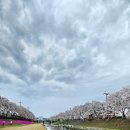 금산천1길 | [충남 금산 벚꽃 명소] 조용히 걷기 좋은 벚꽃길, 금산천 산책 후기