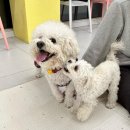 멈머즈