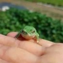 청개구리 이미지