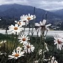 지리산구절초영농조합법인 이미지