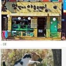 야옹아멍멍해봐 Daum카페