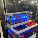 대박연탄구이 | (신림역 고기집) 삼겹살, 조개구이 가성비 맛집! 상록회관 연탄구이 신림점 후기