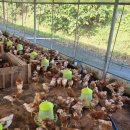 삐약이농장 이미지