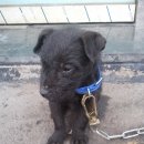 마일드 켄넬 이미지