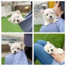 모델독켄넬 이미지