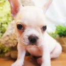 논현 켄넬 이미지