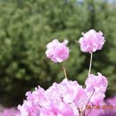 레몬트리 이미지