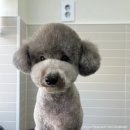 신길S동물의료센터 이미지