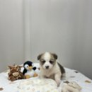 수원고양이분양 나비캣 | 수원고양이분양 꼼꼼관리 독스캣 솔직후기