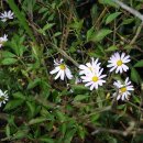 구절초가는길 이미지