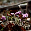 들꽃편지 이미지