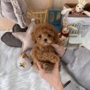 블리독(동대문장안점) 이미지